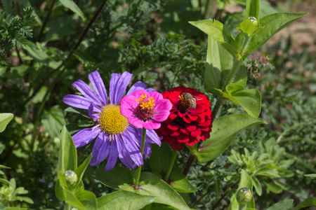 on a very sunny day in june in south germany you see details and colors of cottage country flowers in garden ambiance of farmhouse with great orange red and pink and blue colorsの写真素材