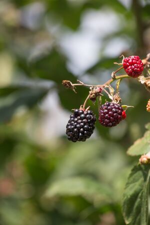 on a very sunny day in july in south germany cottage garden you see  delicious red and black berries on green leaves backgroundの写真素材