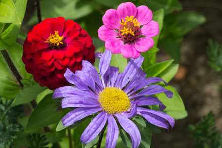 on a very sunny day in june in south germany you see details and colors of cottage country flowers in garden ambiance of farmhouse with great orange red and pink and blue colorsの写真素材