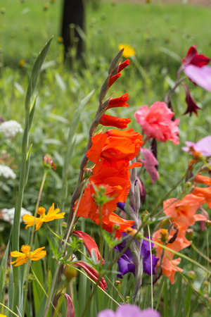 on a very sunny day in june in south germany you see details and colors of cottage country flowers in garden ambiance of farmhouse with great orange red and pink and blue colorsの写真素材