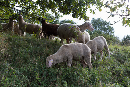 you see sheeps at august summer time in south germany near stuttgart with fresh green grass and some trees with sheep eating leafs from themの写真素材