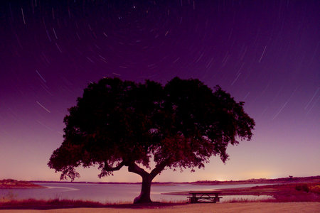 Star trails in the night sky over a tree silhouette. Long exposure.の写真素材