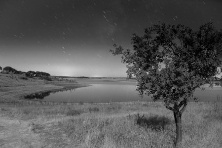 long exposure night photography of lake under star trails with isolated tree in foregroundの写真素材