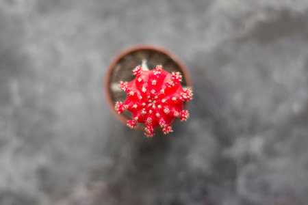 Red cactus in a pot on a black background. Top view.の写真素材