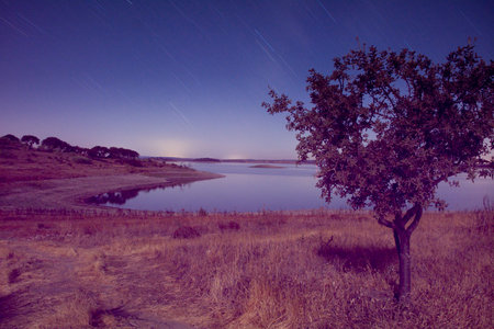 Night landscape with long exposure starry sky and a tree on the shore with star trailsの写真素材