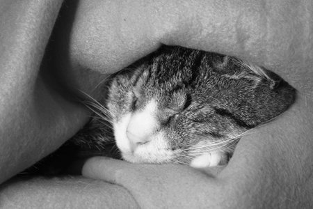sweet cat sleeping in baby blue blanket in black and whiteの写真素材