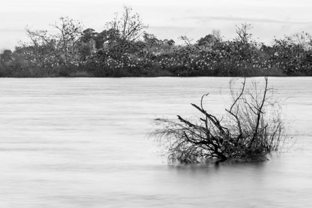branches of a tree submersed in river water, with island full of birds in background, black and whiteの写真素材