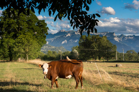 Cow looking at us, grazing in the meadow with mountains in the background, Switzerlandの写真素材