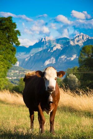 curious cow facing us in the meadow with mountains in the background, Switzerland.の写真素材