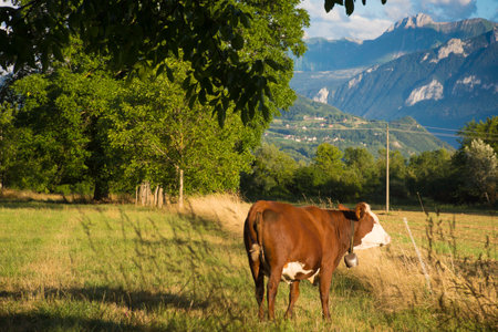 beautiful cow grazing in the meadow with mountains in the background, switzerlandの写真素材