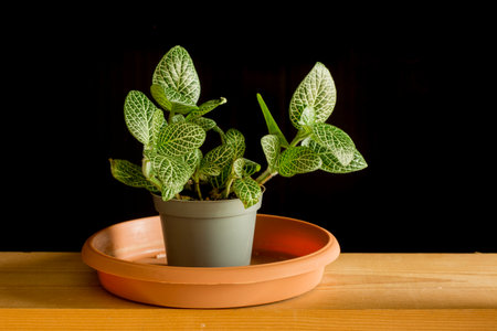Home plants in a pot on a wooden table and black background. Fittonia albivenis, Acanthaceaeの写真素材