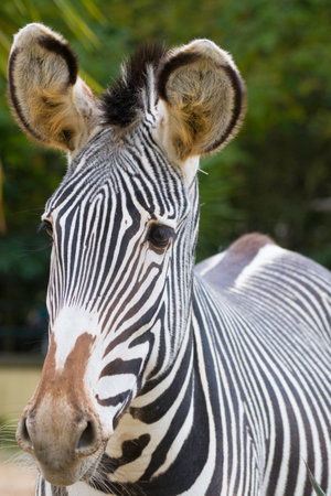 Portrait of a zebra in a zoo, close-upの写真素材