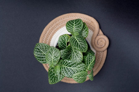 Top view of a green plant fittonia albivenis in a pot on a black backgroundの写真素材