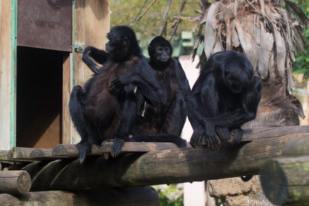 Group of three black spider monkeys sitting on a tree branch in the Lisbon zoo