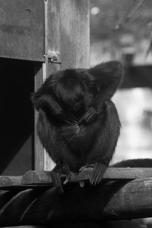 Black and white portrait of a spider monkeyの写真素材