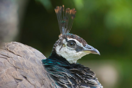 Peacock in the park, closeup of head and neckの写真素材