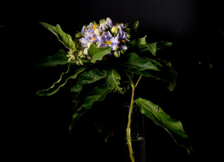 Flowers on a black background with space for text.の写真素材
