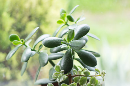 succulent plant in a pot on the windowsill close-upの写真素材