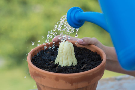 Watering a flowerpot with water droplets in the garden.の写真素材