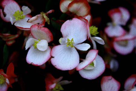 Flower Close-Upの写真素材