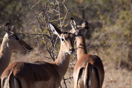 Impalaの写真素材