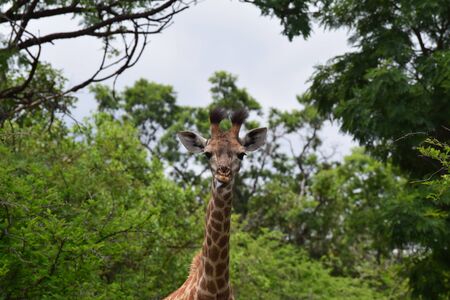 Giraffeの写真素材