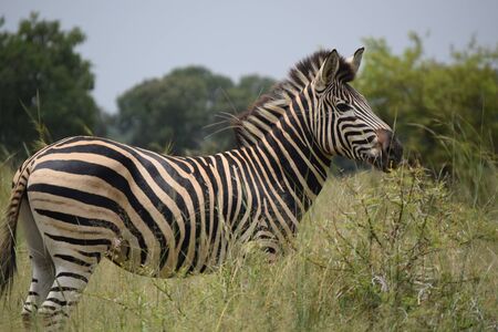 Zebraの写真素材