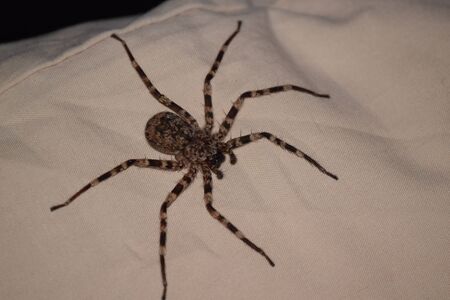Spider