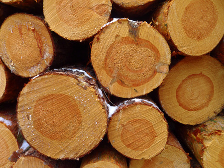 Spruce logs in winter forest