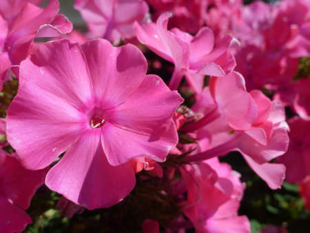 Pink Phlox flowerの写真素材