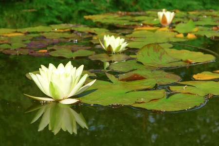 European White Waterlily, White Lotus, White Water Rose or Nenupharの写真素材