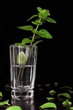 One stem of oregano (Lamiaceae) in small glasses on black backgroundの写真素材