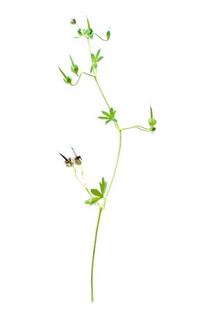 Small-flowered crane's-bill (Geraniaceae) on white backgroundの写真素材
