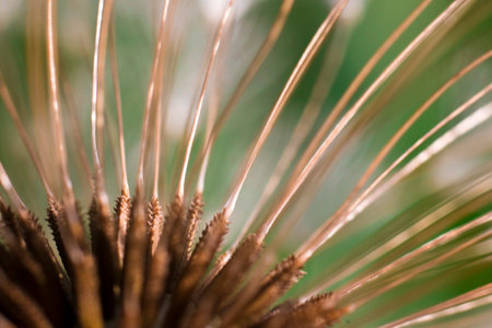 Macro detail of a dandelion seed head, shallow depth of field. Taraxacum officinale, Asteraceaeの写真素材