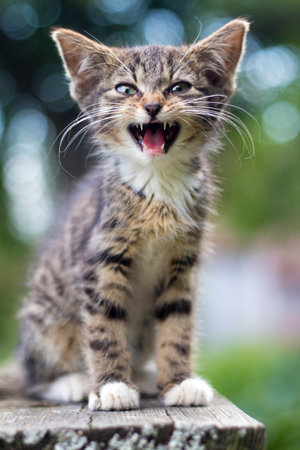 Portrait of cute little cat with big eyes in the gardenの写真素材