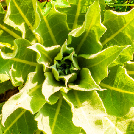 Detail of denseflower mullein young leavesの写真素材