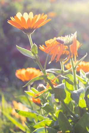 Calendula officinalis on meadow in the morning sunlight. Atmosphere photoの写真素材