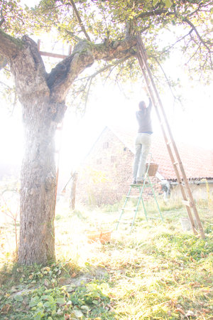 A woman plucks apples from a tree in the garden in the early morning
