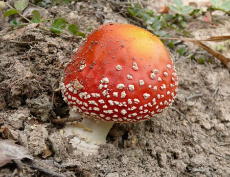 Photo of a red fly agaric in wood in the afternoon.の写真素材