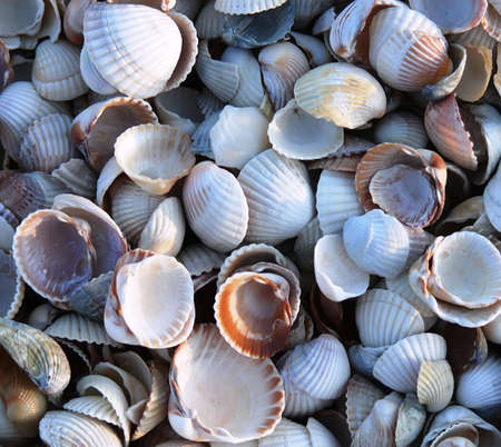 Photo of a congestion of small cockleshells.の写真素材