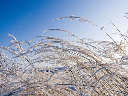 Dry grass covered with the snow, shined with the sun. Winterの写真素材