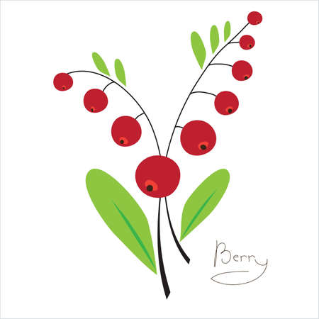 red berries on a white backgroundのイラスト素材