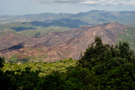 View of the forest fireの写真素材