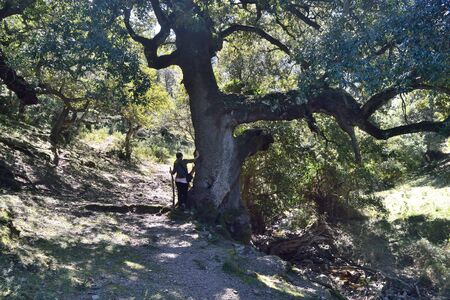 Forest of Tuvioisの写真素材