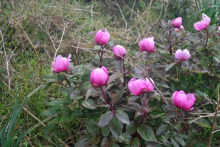 Peony in Mount Tratzalisの写真素材