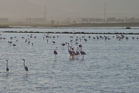 Flamingos on Santa Gilla pondの写真素材