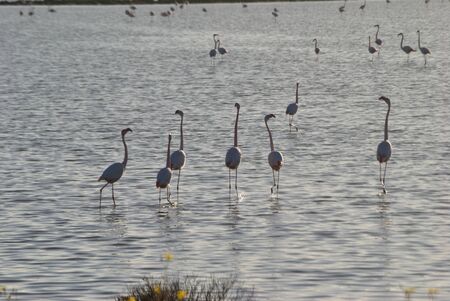 Flamingos on Santa Gilla pondの写真素材