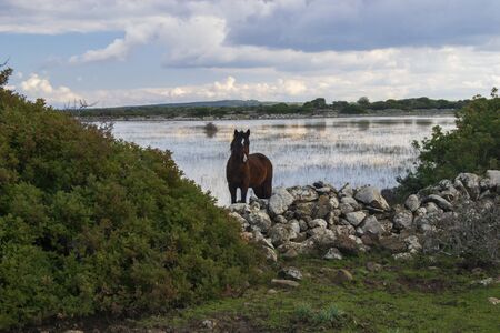 Landscape of Setzu Giara, pauli Nurazzassuの写真素材