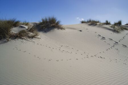 The white dunes of Is Arenas Biancas, Teuladaの写真素材