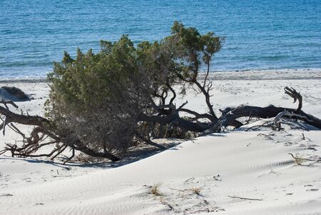 The white dunes of Is Arenas Biancas, Teuladaの写真素材